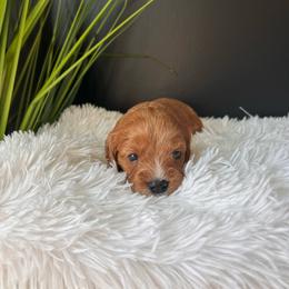 Rosie - Brown female Cavapoo puppy in Gap, Pennsylvania from Coles Cavapoo’s