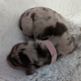 Girl 1 - Dapple Dachshund puppy in Homosassa, Florida from Foxies Doxies