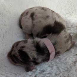 Girl 1 - Dapple Dachshund puppy in Homosassa, Florida from Foxies Doxies