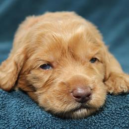 Cerelia - Caramel red female Australian Labradoodle puppy in Stanwood, Washington from Victoria Creek Australian Labradoodles