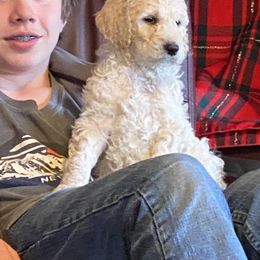 Poodle Puppies from RP Bar Ranch Royal Poodles and Doodles