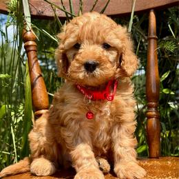 Red - Red  male Goldendoodle puppy in Hesperia, Michigan from Red Acres Poodles & Doodles