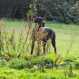 Emma - Black female Great Dane puppy in Gig Harbor, Washington from Lakaya Danes