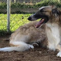 Borzois from Highgarden Borzoi
