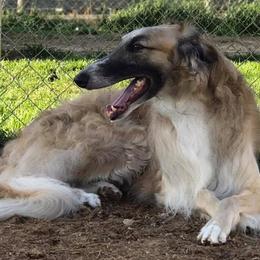 Borzois from Highgarden Borzoi