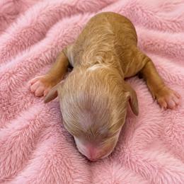 Millie - Red  female Goldendoodle puppy in Sacramento, California from Little legacy doodles