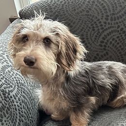 Maple - Dachshund