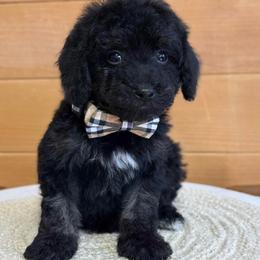 A-Red Boy - Black male Goldendoodle puppy in Lewisville, Texas from Texas Goldendoodle Lovers
