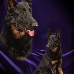 Moonlight - German Shepherd