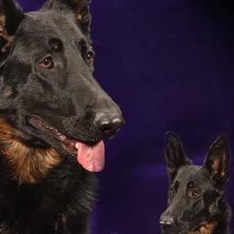 Moonlight - German Shepherd