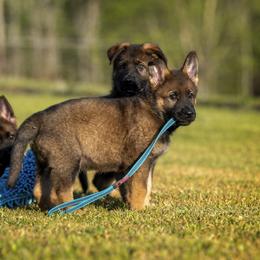 German Shepherd Puppies from Sommerfeld German Shepherds