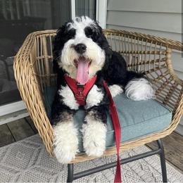 Bernedoodle, Bernese Mountain Dog, and Poodle Puppies from Bubbling Springs Doodles, LLC
