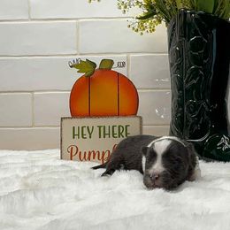 Girl 2 - female Shetland Sheepdog puppy in Zephyrhills, Florida from Highland Shelties & Aussies