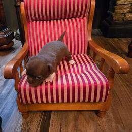 Piper - Chocolate and white female Chihuahua puppy in Orange, Texas from Tiny Paws from God