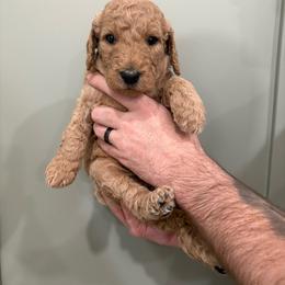 Abby - Apricot female Goldendoodle puppy in Mesa, Arizona from Schmidt’s Doxies N Doodles