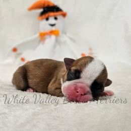 Winnie - Brindle and white female Boston Terrier puppy in Mulberry, Arkansas from White Valley Boston Terriers