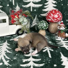 Eve - Sable and white female American Corgi puppy in Waskom, Texas from Piney Woods Corgis