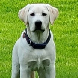 Labrador Retrievers from Bird Crazy Gun Dogs
