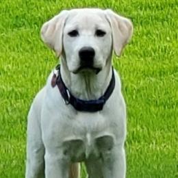 Labrador Retrievers from Bird Crazy Gun Dogs