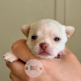 Pyro - Cream male Chihuahua puppy in Forsyth, Georgia from Brooks Grove Canines LLC