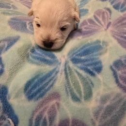 It green - White male West Highland White Terrier puppy in Gobles, Michigan from My Little Puppy Paws