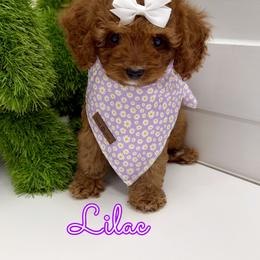 Lilac - Red female Cavapoo puppy in Buford, Georgia from Petite Posh Puppies