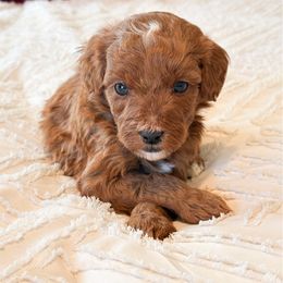 Ball Drop - Red  male Goldendoodle puppy in Sallisaw, Oklahoma from Huddle Puppies