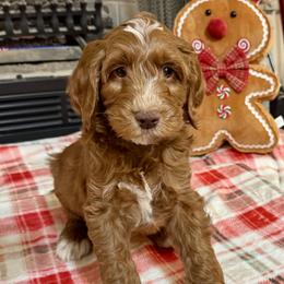 Cupid - Caramel male Australian Labradoodle puppy in Harrisonville, Missouri from Blessed Day Doodles