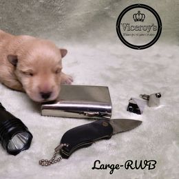 German Shepherd and Scottish Terrier Puppies from Viceroy's Kennel LLC
