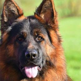 German Shepherds from WSK9 By My Side