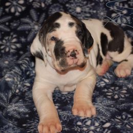 Great Dane and Miniature Schnauzer Puppies from River Valley Great Danes