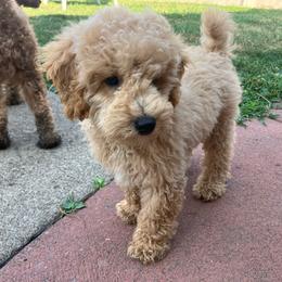 Arch Duke Lord Fluffernutter The 1st - Apricot male Poodle puppy in Buffalo, New York from Babbling Clear Brook Puppies