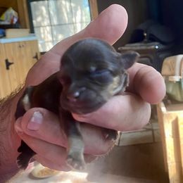 Violet - Chocolate female Havanese puppy in Kerrville, Texas from The Happy Havanese