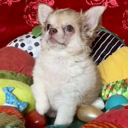 Vinny - Gold and white male Chihuahua puppy in Allentown, Pennsylvania from Tsunami Cockers & Chihuahuas
