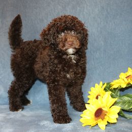 Poodle Puppies from 'Capon Cuties
