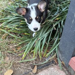 Max - Black and tan male Pembroke Welsh Corgi puppy in Star City, Arkansas from T4 Farms