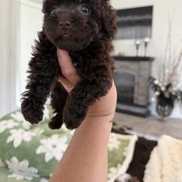 Godiva ( tiny toy) - Brown female Poodle puppy in Fredericktown, Missouri from Doodle Pups Fur-Ever