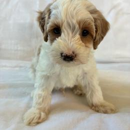 Happy - Brown and white male Cockapoo puppy in Adrian, Oregon from ApplebyFarm