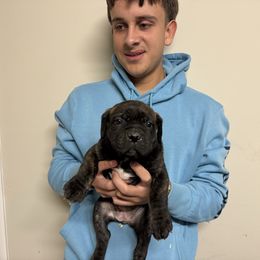 Girl 2 - Chestnut brindle female Cane Corso puppy in Kaufman, Texas from Phantom Corsos