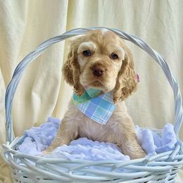 Cocker Spaniels from Sego Lily Cockers