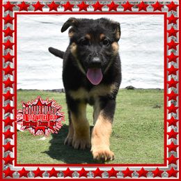 PHYLLIS DILLER - Black and red female German Shepherd puppy in Murrieta, California from Diamond Oaks German Shepherds