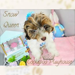 Weekn special with deposit. Needs new home - Merle female Cockapoo puppy in Demorest, Georgia from Royal Cockapoo Playhouse