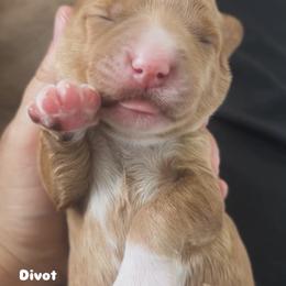 Divot - Apricot female Australian Labradoodle puppy in Chuluota, Florida from Delano Australian Labradoodles