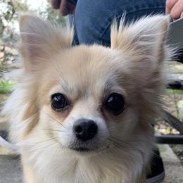 Gidget - Pomeranian