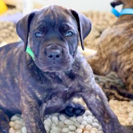 Green Collar Male - Brindle male Boerboel puppy in Lubbock, Texas from Bushido Boerboels