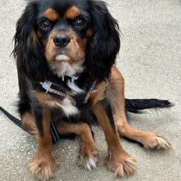Flint Black - Cavalier King Charles Spaniel
