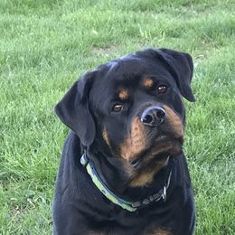 Rottweiler Puppies from Premier Rottweilers