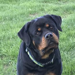 Rottweiler Puppies from Premier Rottweilers
