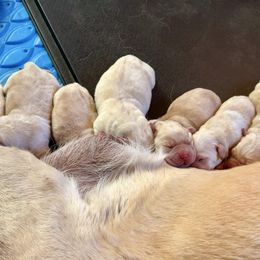 Boy 1 - Yellow male Labrador Retriever puppy in Davenport, New York from New England Premier English Labradors