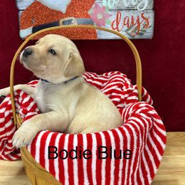 Bode Blue - Yellow Labrador Retriever puppy in Sandpoint, Idaho from Allen Sunnyside AKC Labs